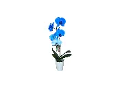 Colorfuze Blue Diamond Orchid Plant