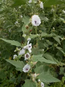 Althaea officinalis Marshmallow Z 4-9
