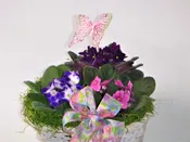 AFRICAN VIOLET
