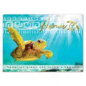 25-Pack Hawaii Generic Postcards Honu Spotlight 5x7