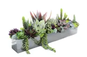 Desert Garden