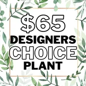 Designer's Choice Plant Sympathy - $65