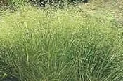 ACHNATHERUM HYMENOIDES, Indian Ricegrass 10 cubic inch plug