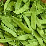 Oregon Sugar Pod II Pea