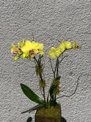 Potted Orchid