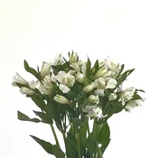 Alstromeria (+colors)