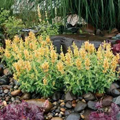 Agastache POQUITO® ‘Butter Yellow’