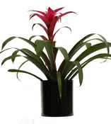 Bromeliad-  Guzmania -  6''