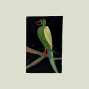 Grumpy bird — Anne Made