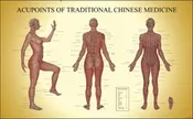 Acupoints of TCM Chart Female