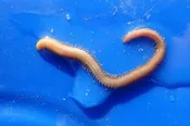 Shimmy Worm (Nephtys) | Live Maine Polychaete for Study & Tanks | Gulf Of Maine, Inc.