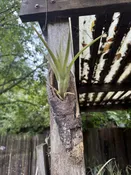 Naturally Mounted Bromeliad Wall Hanging - Medium — Western Hills Garden