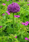 Allium giganteum