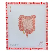 Anatomical Lower Digestive Tract