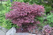 Acer palmatum 'Adrian's Compact' Dwarf Red Japanese Maple Tree
