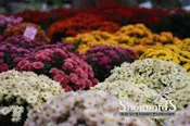 Chrysanthemum Mixed Colors 8 In 8 In