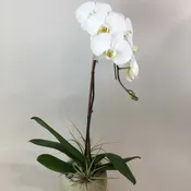 Simple elegance