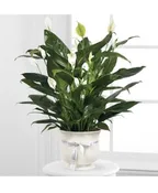 FTD COMFORT PLANTER