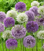 Allium Mixed Flower Bulbs