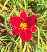 Gemstone Warrior — Hillsdale Lily Garden