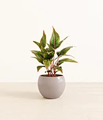 Aglaonema Siam