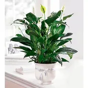 Lily Plant Comfort Planter