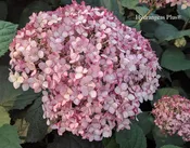 Hydrangea Arborescens Invincibelle® Spirit II