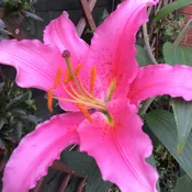 Acapulco Oriental Lily