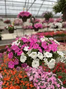 Wave Petunias – 10" Basket —  Wagenmaker Greenhouses