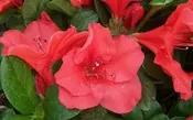 AZALEA ENCORE AUTUMN SUNSET (3 GALLON) azalea x ‘encore’