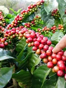 Kona Coffee Bush (coffea arabica)