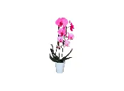 Colorfuze Pink Lemonade Orchid Plant