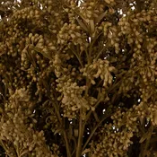 Brown Sugar Tinted Solidago Flowers