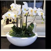 PHALAENOPSIS ORCHID PLANT
