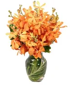 AMBER ORCHIDS