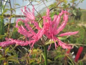 Nerine 'Quentin Seedling'