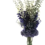 Blue Midnight