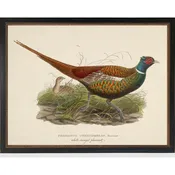 Vintage White-Winged Pheasant Bookplate Framed Print