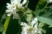 AMELANCHIER ALNIFOLIA, Saskatoon Serviceberry 1 gallon