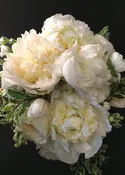 Spring 2019 Peony Workshop — Jane Guerin, flowers