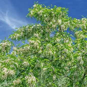 Honey Locust Tree