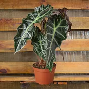 Alocasia Polly