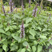 Agastache rugosa 'Little Adder' (Giant Hyssop) Unity Grown