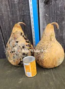 Gourd Seeds – Extra Large Martin – 10 per package