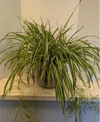 14" SPIDER PLANT IN CERAMIC PLANTER