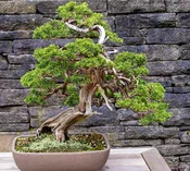 10" Bonsai Garden Medium