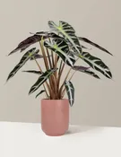 Alocasia Bambino