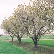 4 in 1 Cherry