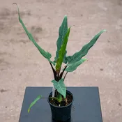 Alocasia lauterbachiana