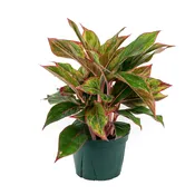 Aglaonema ‘Red Emerald’